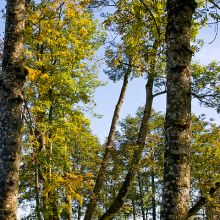 Baumretter Ludwig II.